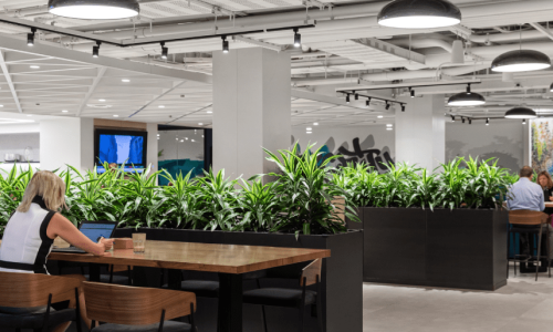 office-noise-reduction-sound-absorbing-plants