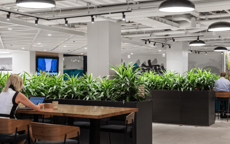 office-noise-reduction-sound-absorbing-plants